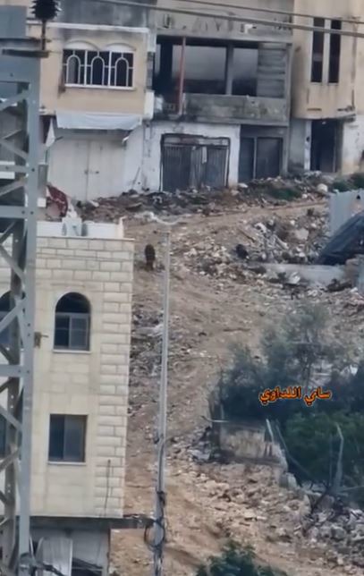 رهاسازی ده‌ها خوک در اردوگاه مسلمانانِ فلسطینی