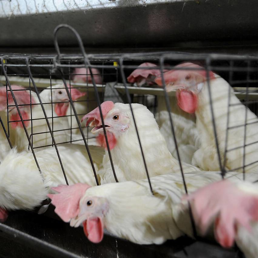 قیمت مرغ کاهش پیدا کرد