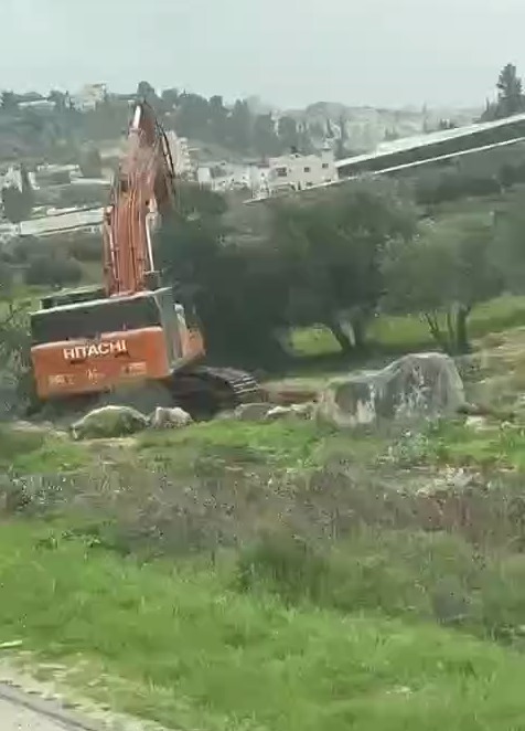 ریشه‌کنی درختان زیتون به دست اشغالگران در کرانه باختری