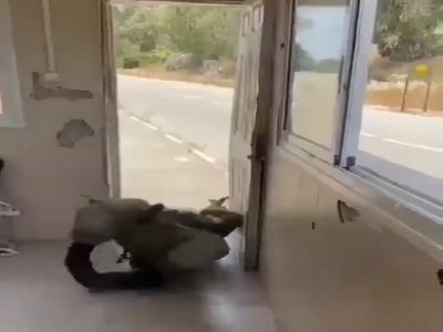 وحشت نظامی صهیونیست هنگام فرار از ریزپرنده حزب‌الله