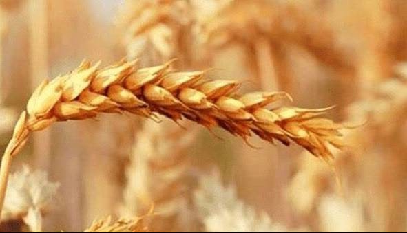 مشکلات گندم‌کاران: پول گندم ۳ ماه خوابیده، جریمه وام را گرفتید!