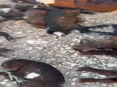 حمله صهیونیست ها به ده‌ها گوسفند متعلق به دامداران فلسطینی